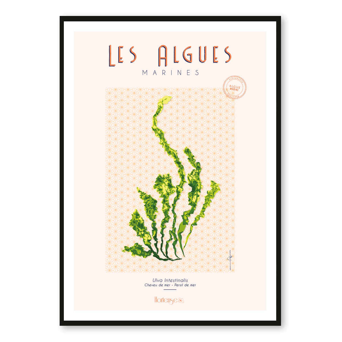 Affiche les algues marines – Ulva Intestinalis