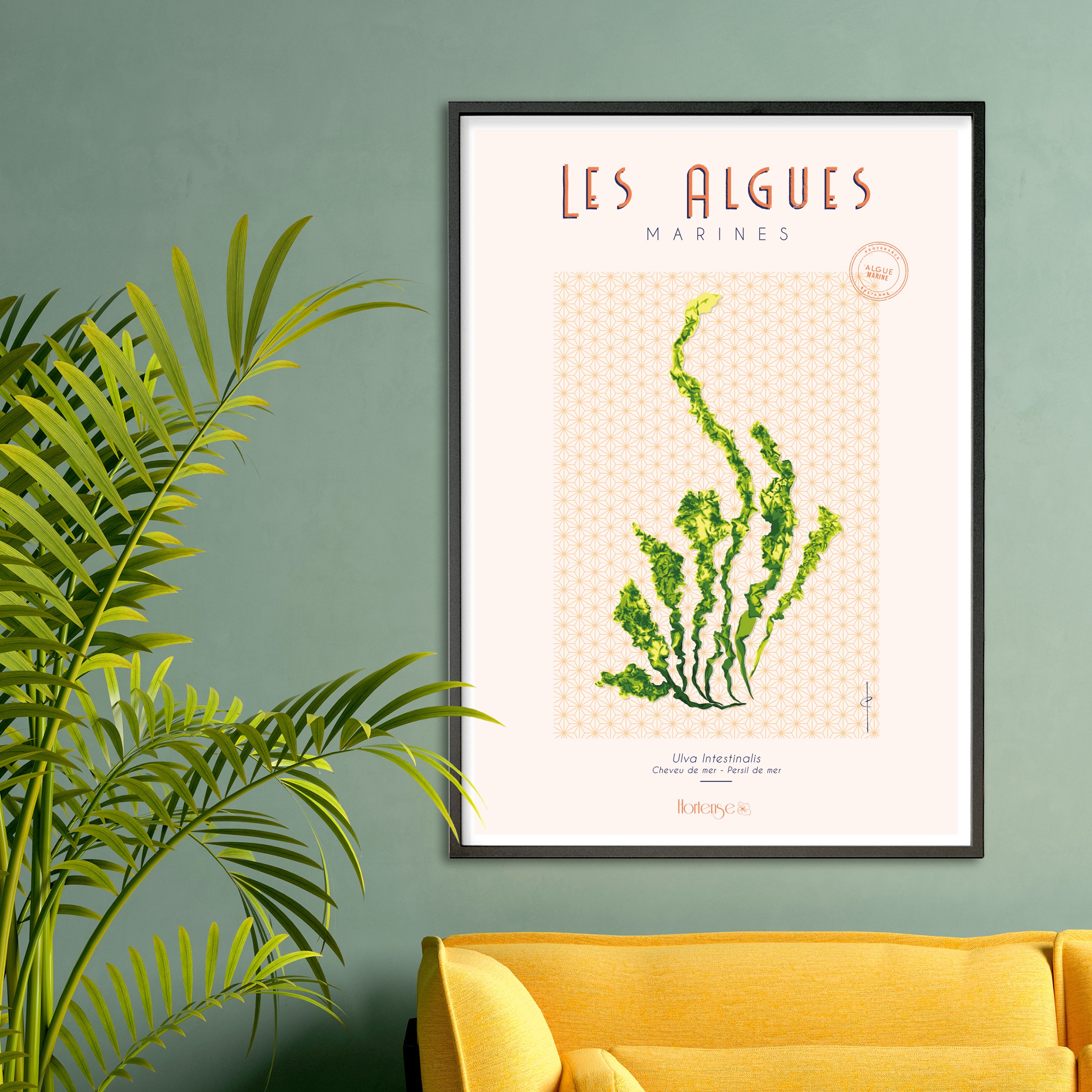 Affiche les algues marines – Ulva Intestinalis – Image 2