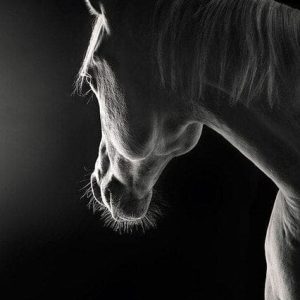 Tableau Indien  Cheval Solitaire